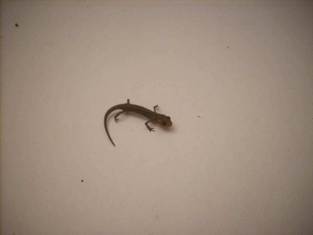 tritone da identificare - Lissotriton italicus